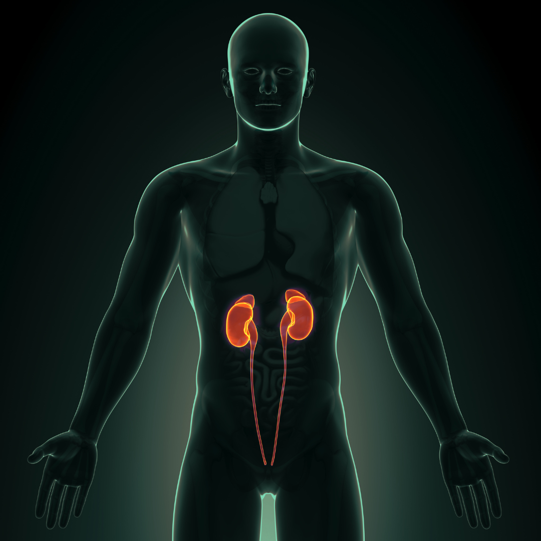 Kidney