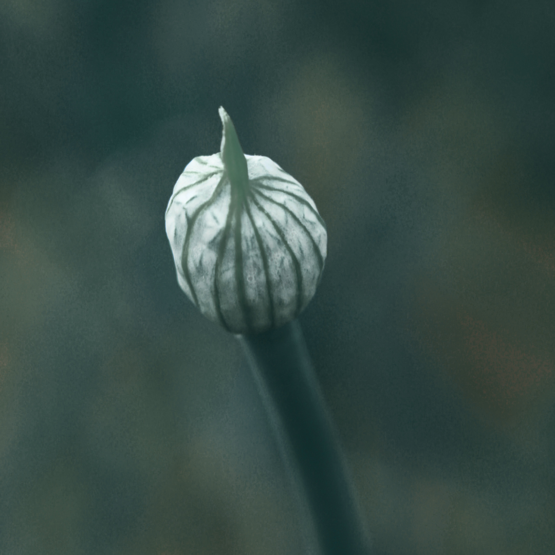 Single Herb